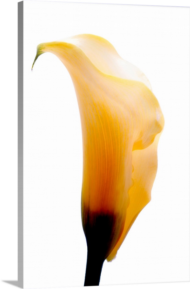 Close-up of a calla lily flower.