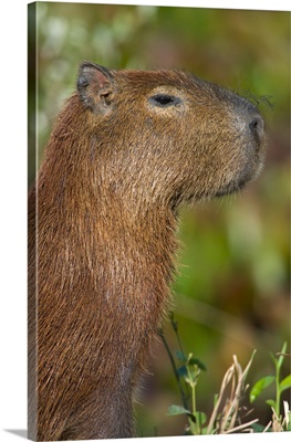 Close up of a Capybara Hydrochoerus hydrochaeris Three Brothers River Meeting of the Waters State Park Pantanal Wetlands Brazil