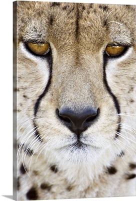 Close-up of a cheetah (Acinonyx jubatus), Tanzania