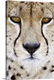 image thumbnail of Close-up of a cheetah (Acinonyx jubatus), Tanzania