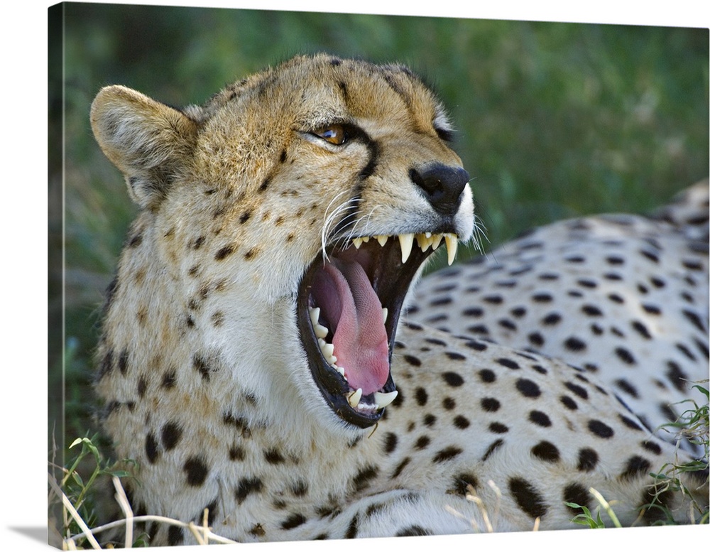 Close-up of a cheetah yawning, Ngorongoro Conservation Area, Arusha Region, Tanzania (Acinonyx jubatus)
