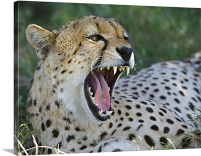 Close-up of a cheetah yawning, Ngorongoro Conservation Area, Arusha Region, Tanzania (Acinonyx jubatus)