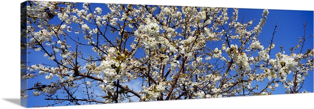 Giant, close up photograph of a fully bloomed cherry blossom tree against a bright blue sky, in Michigan.
