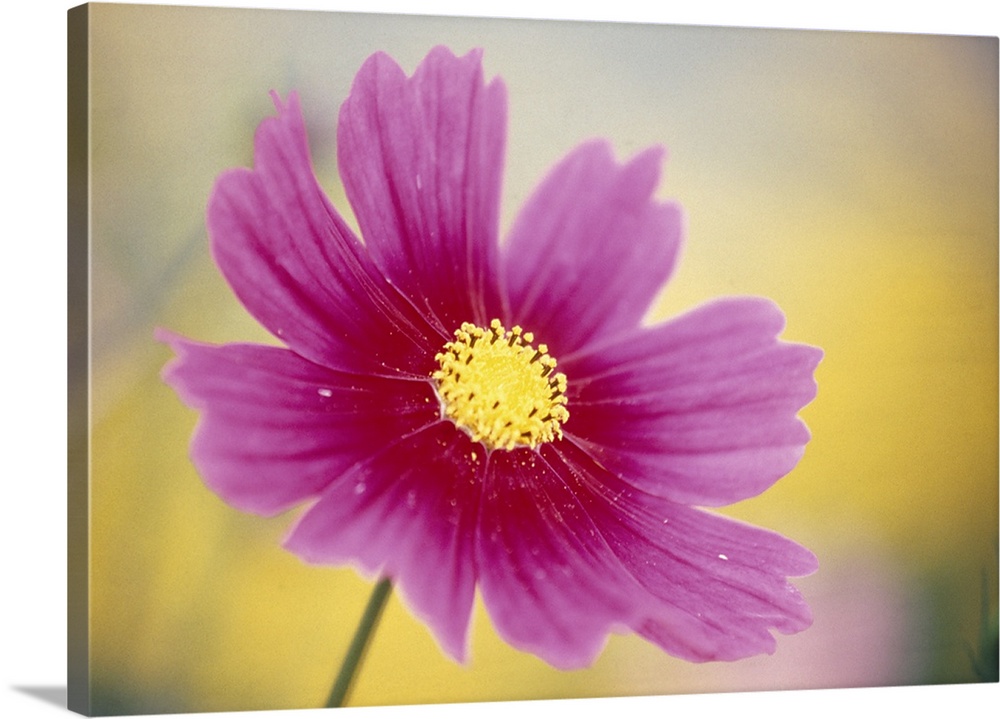 Close-up of a cosmos flower
