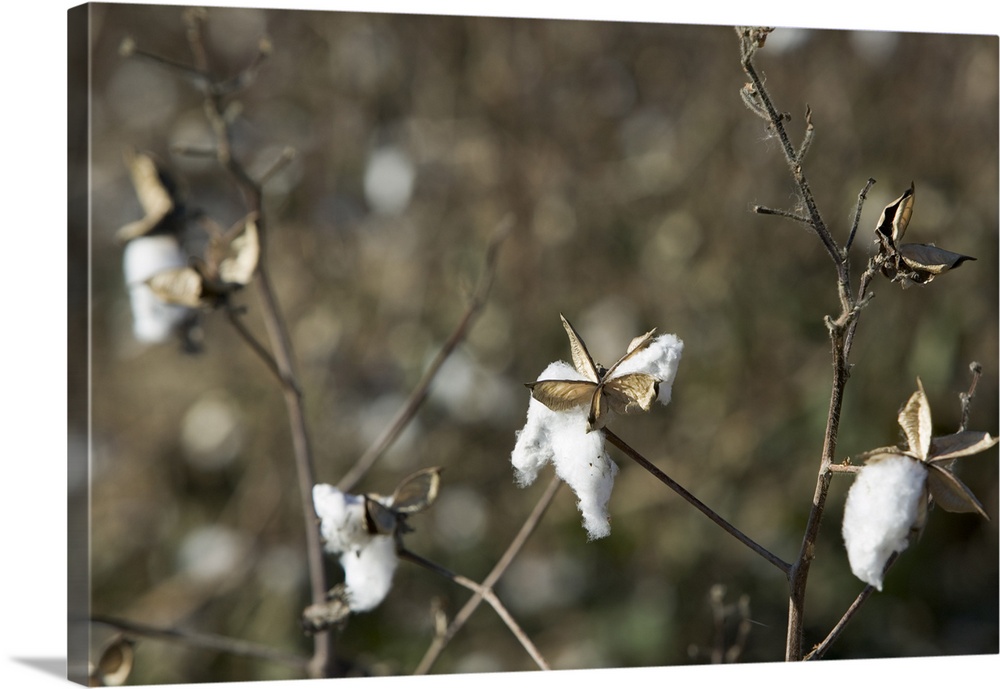 Close-up of a cotton plant, Mississippi Delta, Avalon, Mississippi