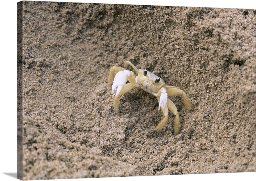 Close-up of a crab in sand, Puerto Rico