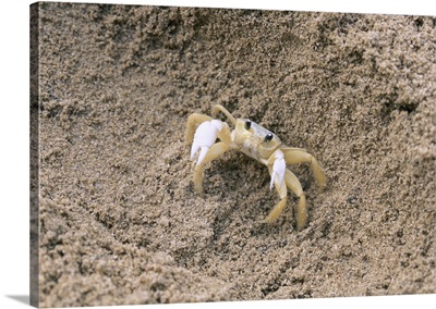Close-up of a crab in sand, Puerto Rico