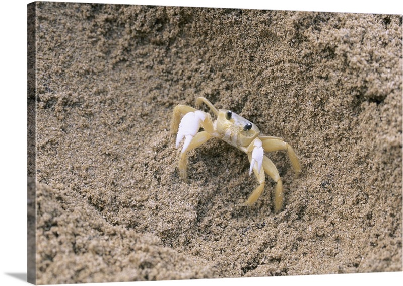 Closeup of a crab in sand, Puerto Rico Great Big Canvas