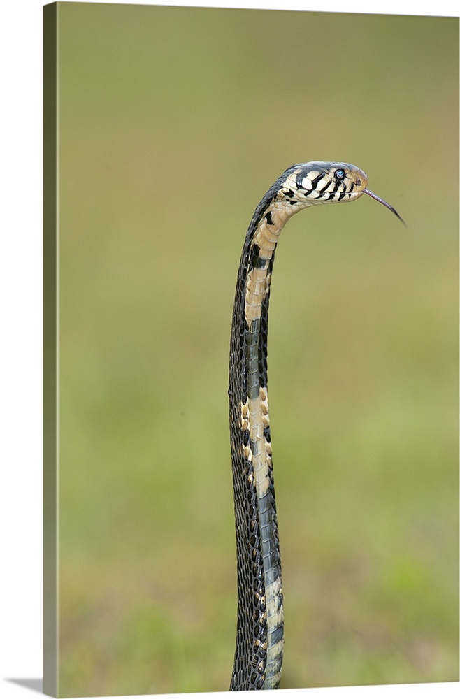 Close up of a Forest cobra (Naja melanoleuca) rearing up, Lake Victoria, Uganda