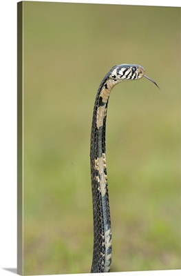 Close up of a Forest cobra (Naja melanoleuca) rearing up, Lake Victoria, Uganda