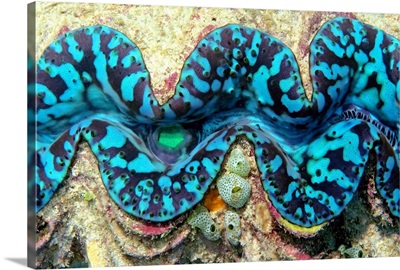 Close-up of a Giant Clam