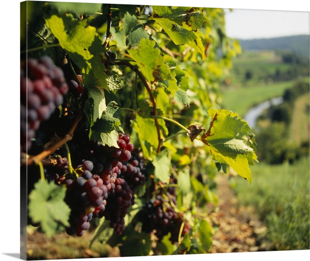 Closely taken photograph of wine grapes still on the vines in a German vineyard.