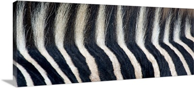 Close-up of a Greveys zebra stripes and mane