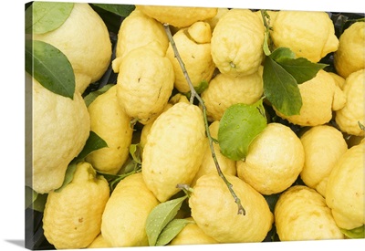 Close-up of a heap of lemons, Sorrento, Campania, Italy