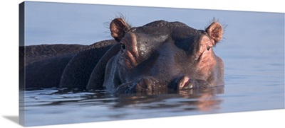 Close-up of a hippopotamus submerged in water