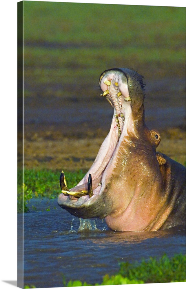 Close-up of a hippopotamus yawning, Lake Manyara, Arusha Region, Tanzania (Hippopotamus amphibius)
