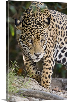 Close up of a Jaguar Panthera onca Three Brothers River Meeting of the Waters State Park Pantanal Wetlands Brazil