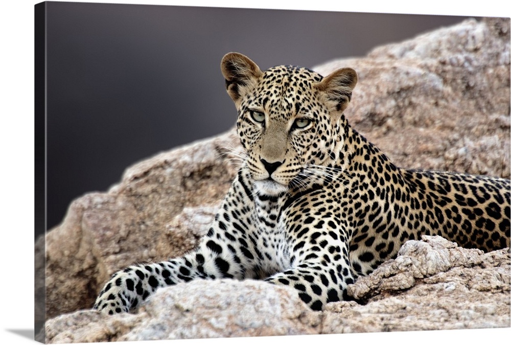 Giant, horizontal photograph of a leopard peering out while lying on rocky terrain.