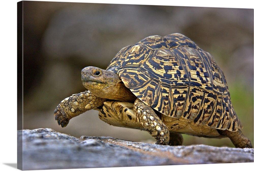 Close-up of a Leopard tortoise, Tarangire National Park, Arusha Region ...