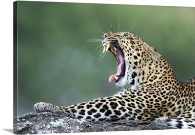 Close-up of a leopard yawning, Ngorongoro Conservation Area, Arusha Region, Tanzania (Panthera pardus)