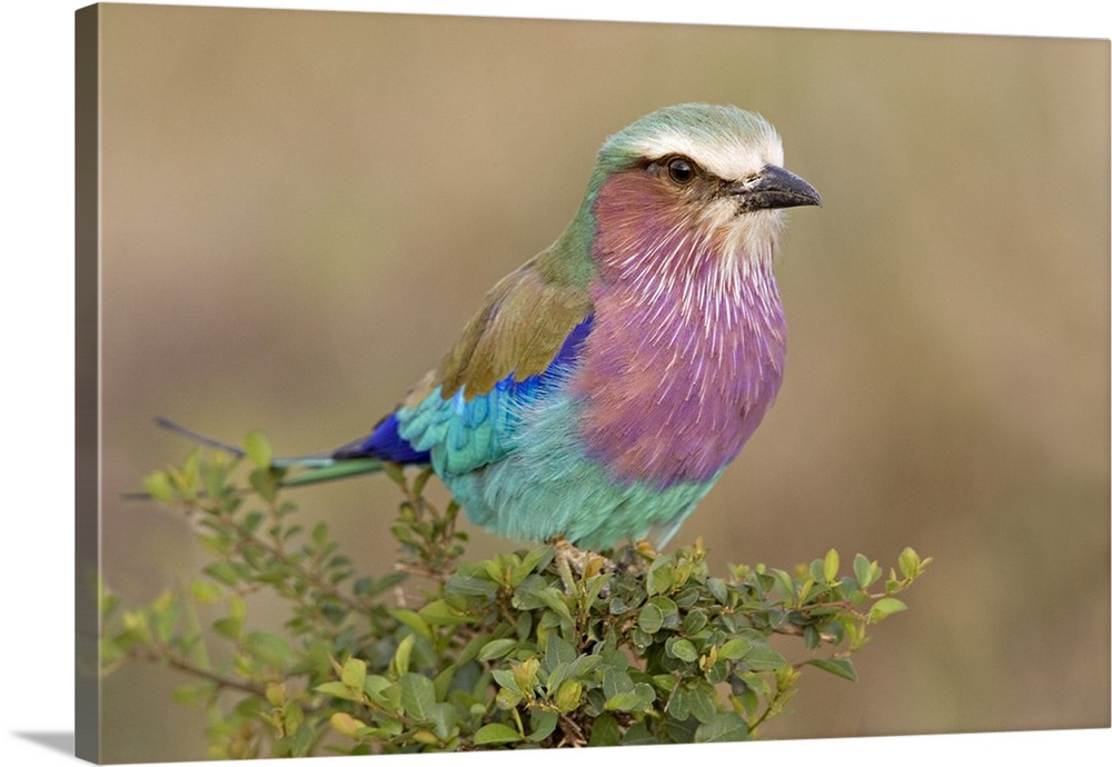 Close-up of a Lilac-Breasted Roller (Coracias Caudata) perching on a plant, Masai Mara National Reserve, Kenya