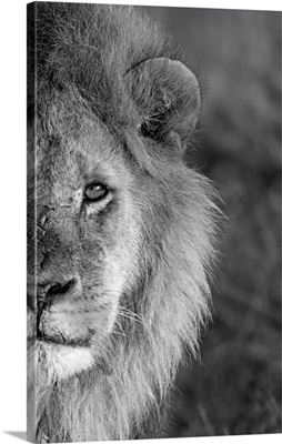 Close-up of a lion, Ngorongoro Conservation Area, Arusha Region, Tanzania (Panthera leo)