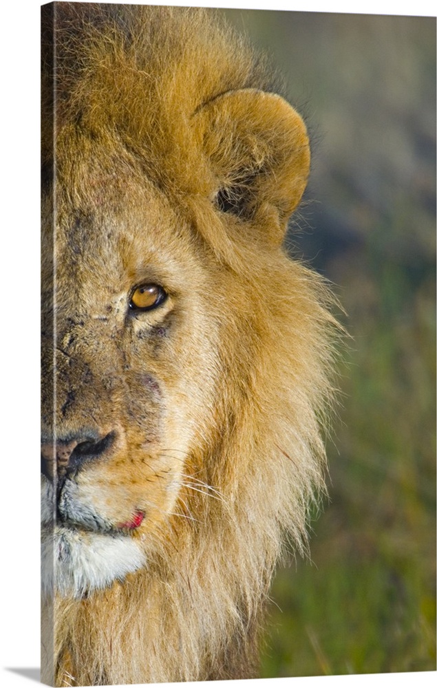 Portrait, large close up photograph of half of a male lions face against a soft focus background, in the Ngorongoro Conser...