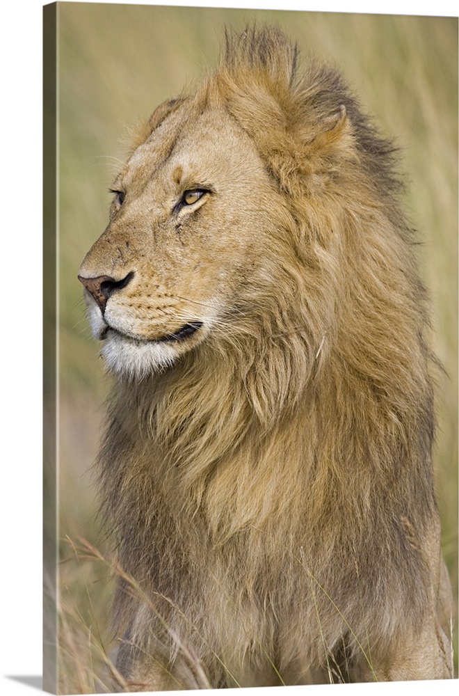 Vertical panoramic photograph of male lion in field of tall grass.