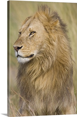 Close-up of a Lion (Panthera Leo), Masai Mara National Reserve, Kenya