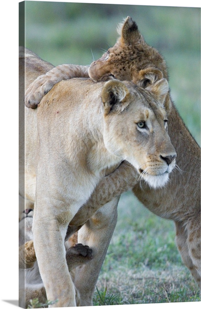 Close-up of a lioness and her two cubs, Ngorongoro Crater, Ngorongoro Conservation Area, Tanzania (Panthera leo)
