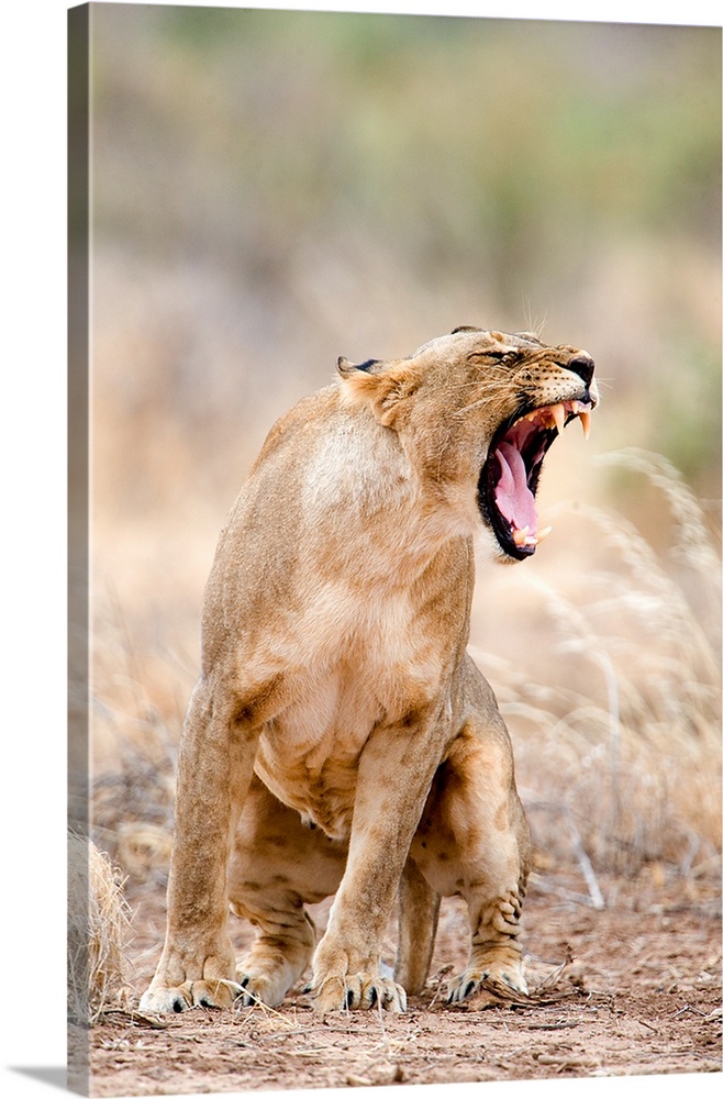 Close up of a lioness (Panthera leo), Samburu National Park, Kenya