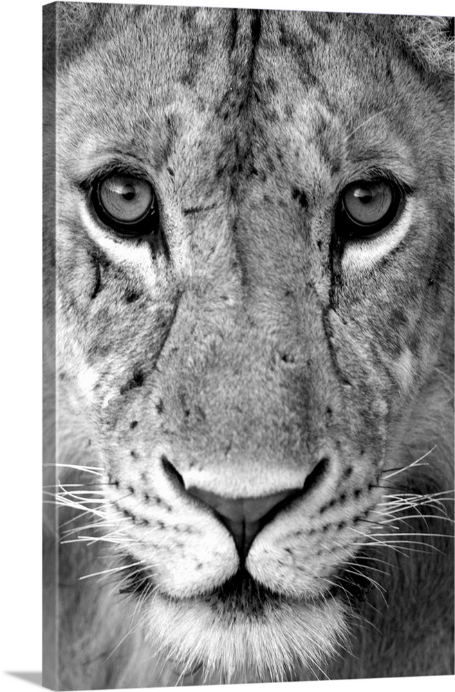 Close-up of a lioness (Panthera leo), Tarangire National Park, Tanzania