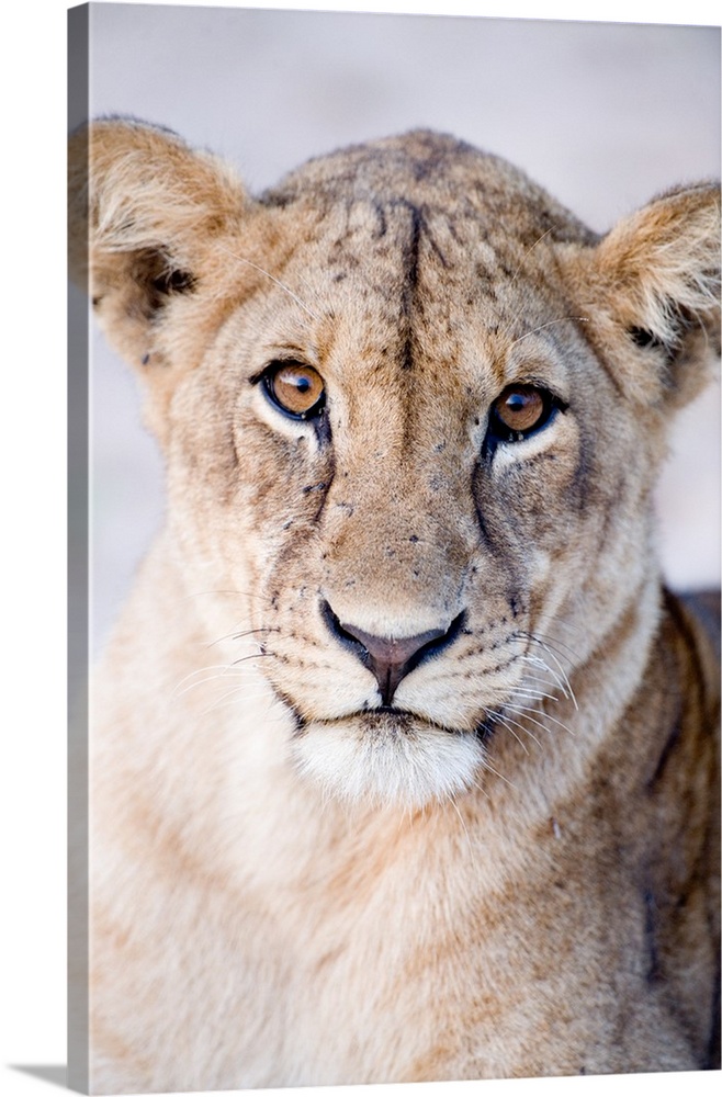 Close-up of a lioness, Tarangire National Park, Tanzania