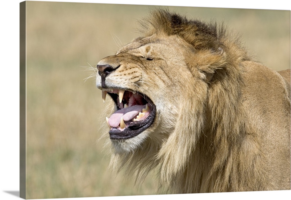 Landscape photograph on a large canvas of the side of a male lions head, mouth open as he roars, the background a grassy f...