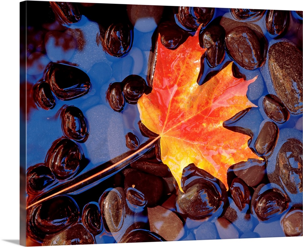 Big wall art of an autumn toned leaf laying in water filled with smooth pebbles.
