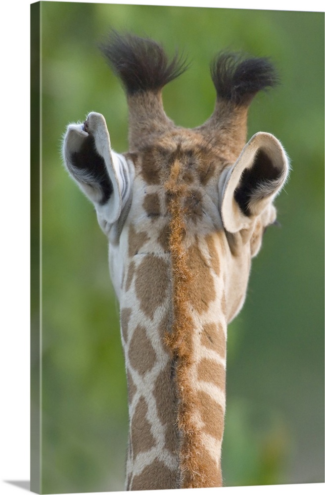 Close-up of a Masai giraffe, Lake Manyara, Arusha Region, Tanzania (Giraffa camelopardalis tippelskirchi)
