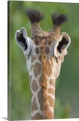 Close-up of a Masai giraffe, Lake Manyara, Arusha Region, Tanzania (Giraffa camelopardalis tippelskirchi)