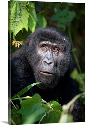 Close-up of a Mountain gorilla, Bwindi Impenetrable National Park, Uganda