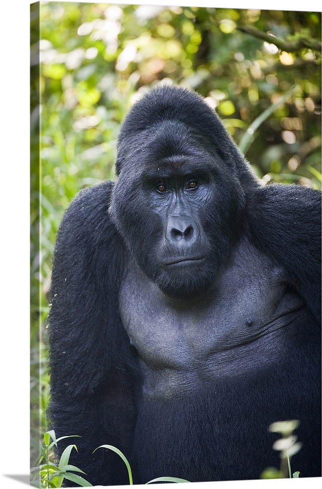 Close up of a Mountain gorilla (Gorilla beringei beringei