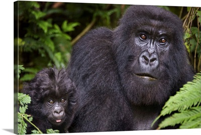 Close-up of a Mountain gorilla (Gorilla beringei beringei) with its young one, Rwanda