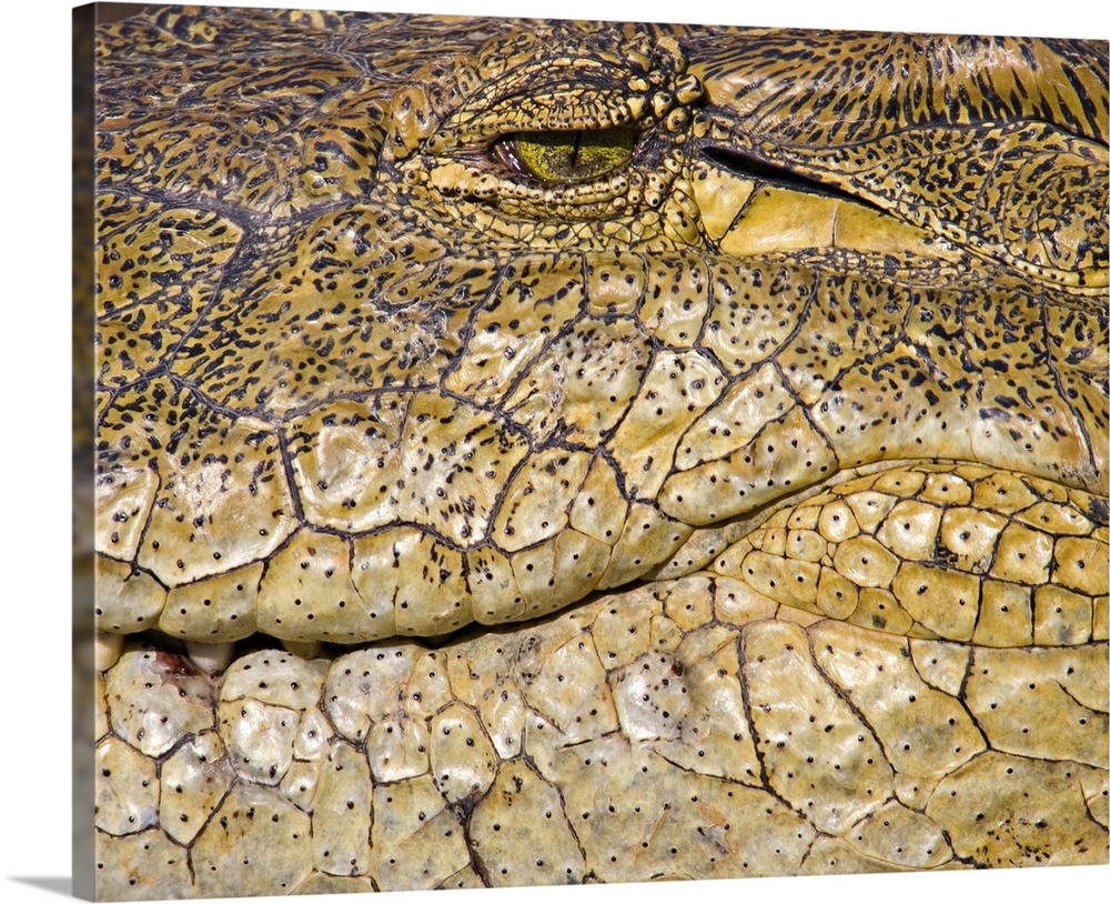 Close-up of a Nile Crocodile (Crocodylus Niloticus) in water, Masai Mara National Reserve, Kenya