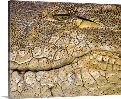 Close-up of a Nile Crocodile (Crocodylus Niloticus) in water, Masai Mara National Reserve, Kenya