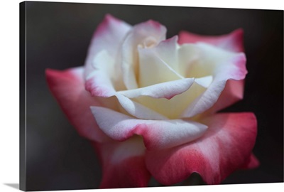 Close-up of a pink and white rose, Los Angeles County, California