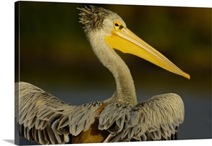 Close-up of a Pink-Backed Pelican (Pelecanus Rufescens), Lake Naivasha, Kenya image thumbnail