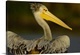 image thumbnail of Close-up of a Pink-Backed Pelican (Pelecanus Rufescens), Lake Naivasha, Kenya