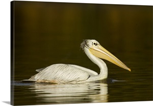 Close-up of a Pink-Backed Pelican (Pelecanus Rufescens), Lake Naivasha, Kenya image thumbnail