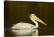 image thumbnail of Close-up of a Pink-Backed Pelican (Pelecanus Rufescens), Lake Naivasha, Kenya
