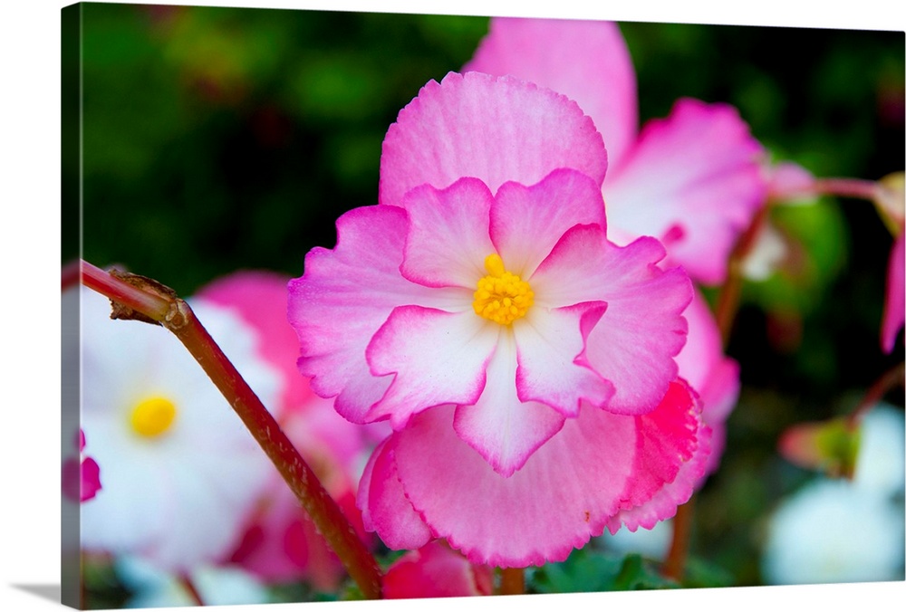 Close-up of a pink begonia flowers, Victoria, Vancouver Island, British Columbia, Canada