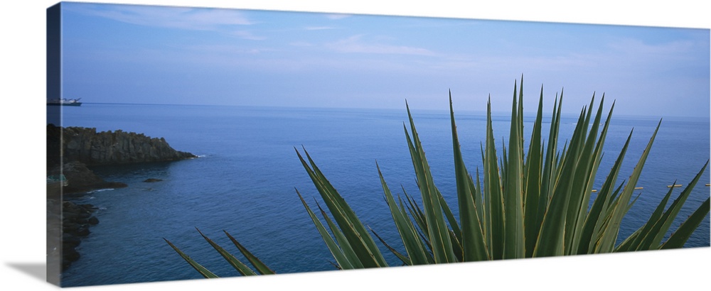 Close-up of a plant with sea in the background, Lido, Funchal, Madeira, Portugal