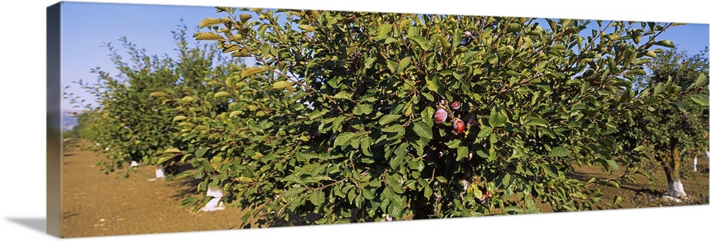 Close-up of a plum tree in an orchard, Gilroy, California